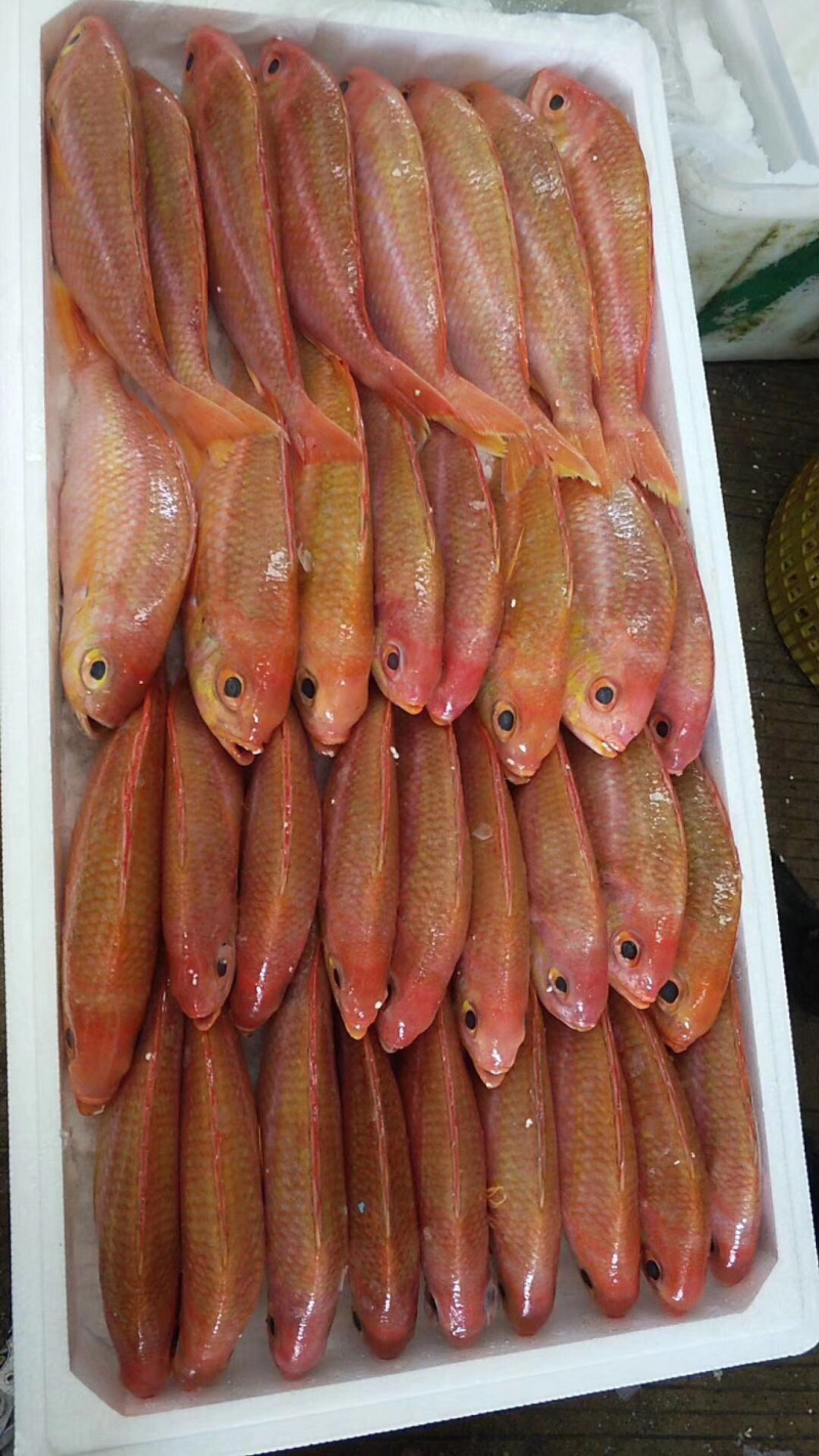金菠萝金鲷鱼深海鱼钓口鱼野生日料食材大量供应