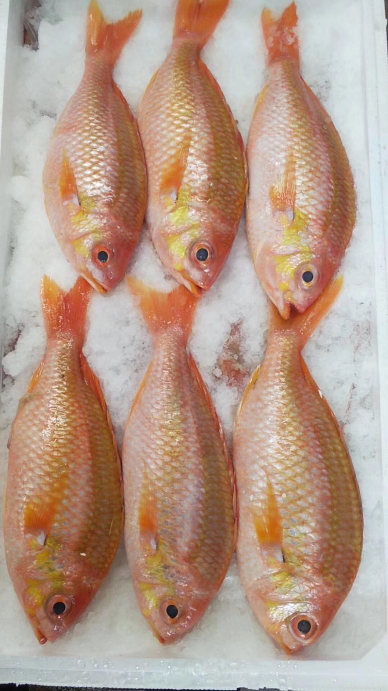金菠萝金鲷鱼深海鱼钓口鱼野生日料食材大量供应