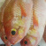 金菠萝金鲷鱼深海鱼钓口鱼野生日料食材大量供应