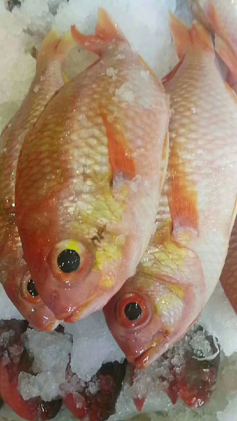 金菠萝金鲷鱼深海鱼钓口鱼野生日料食材大量供应