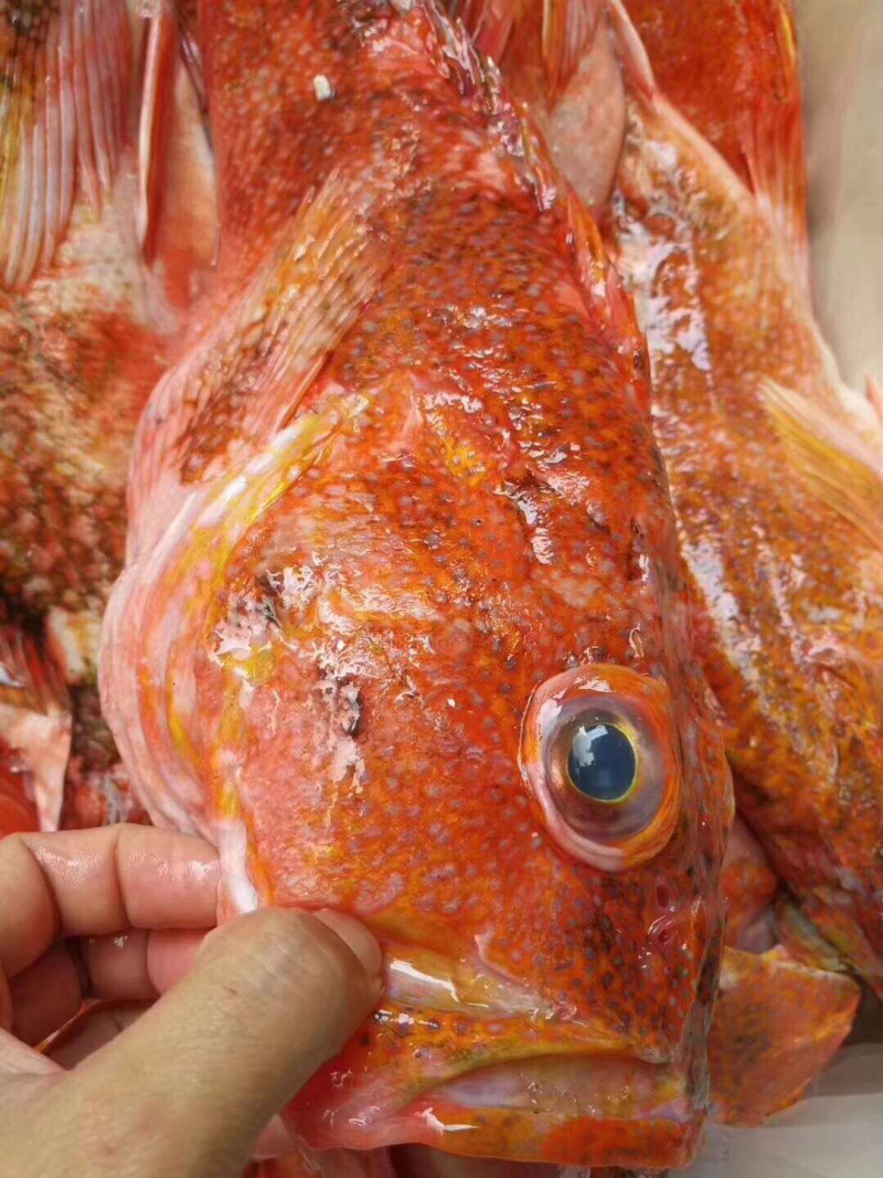 石九公石头鱼营养鱼深海鱼海钓鱼野生日料食材