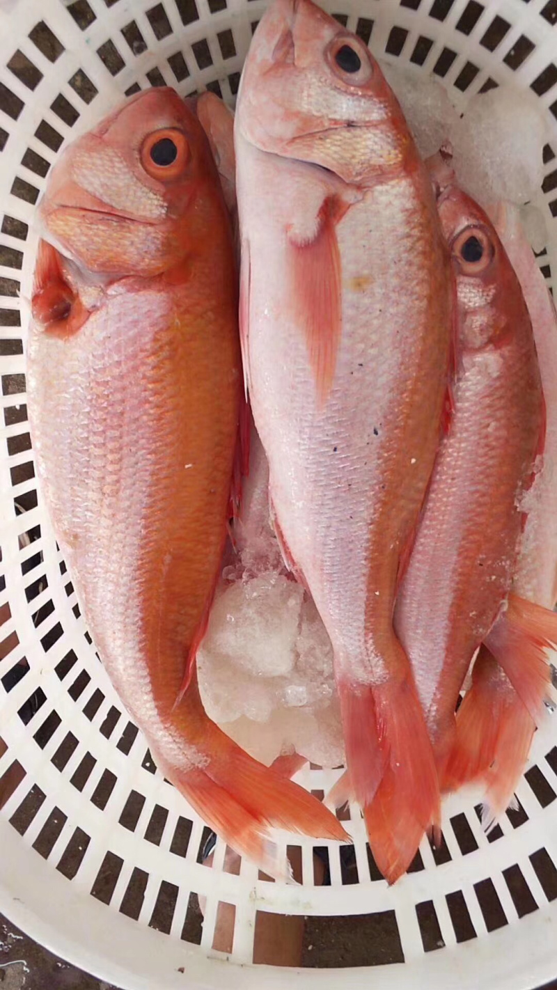 红宝石滨鲷红滨鲷深海钓口鱼野生日料食材