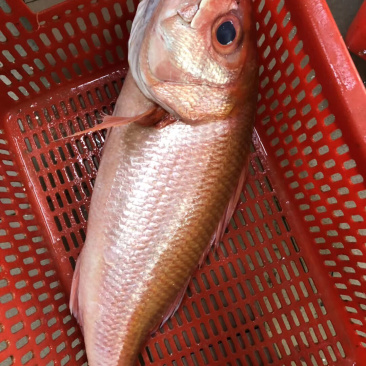 红宝石滨鲷红滨鲷深海钓口鱼野生日料食材