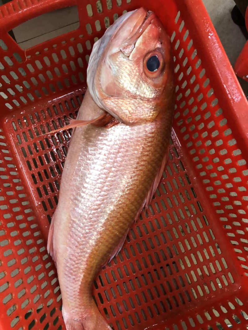 红宝石滨鲷红滨鲷深海钓口鱼野生日料食材