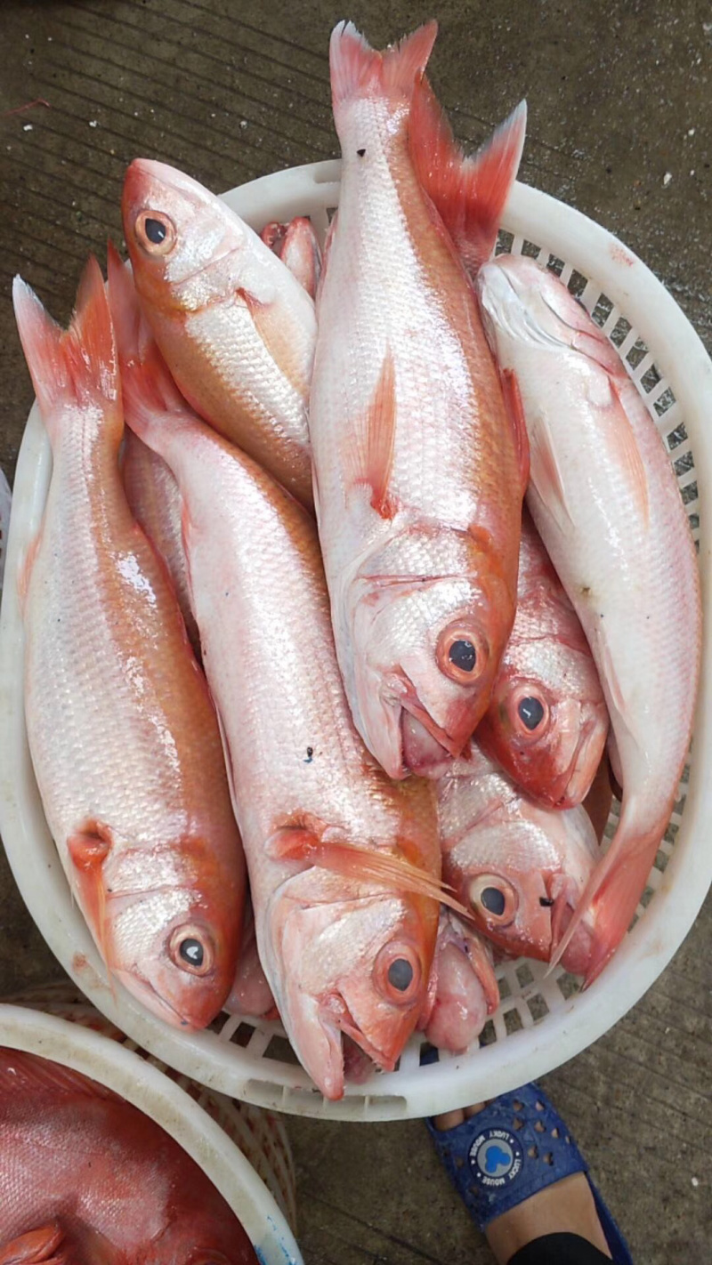 红宝石滨鲷红滨鲷深海钓口鱼野生日料食材