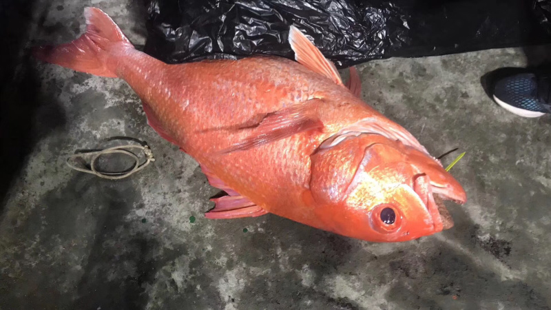红宝石滨鲷红滨鲷深海钓口鱼野生日料食材