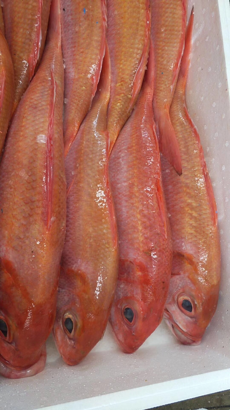 红宝石滨鲷红滨鲷深海钓口鱼野生日料食材
