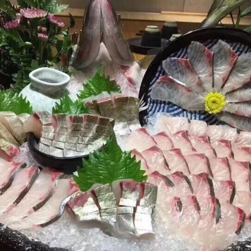 池鱼王鲷鱼日本池鱼王日料食材