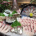 池鱼王鲷鱼日本池鱼王日料食材