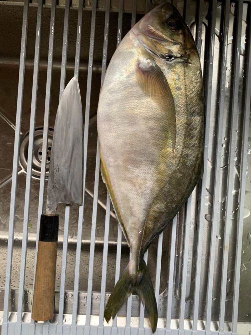 池鱼王鲷鱼日本池鱼王日料食材