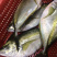 池鱼王鲷鱼日本池鱼王日料食材