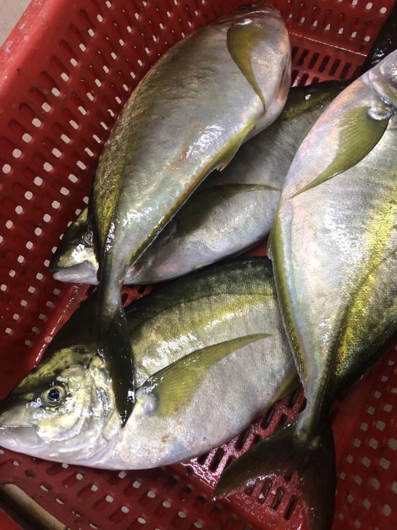 池鱼王鲷鱼日本池鱼王日料食材