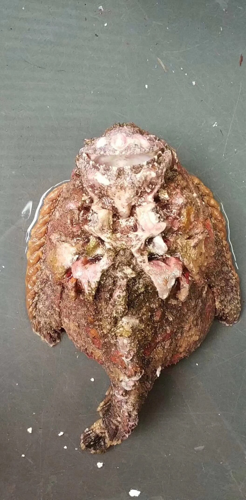 石头鱼鲷鱼深海鱼野生钓口鱼日料食材
