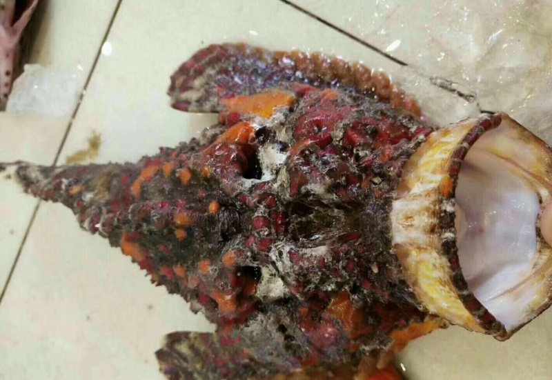 石头鱼鲷鱼深海鱼野生钓口鱼日料食材