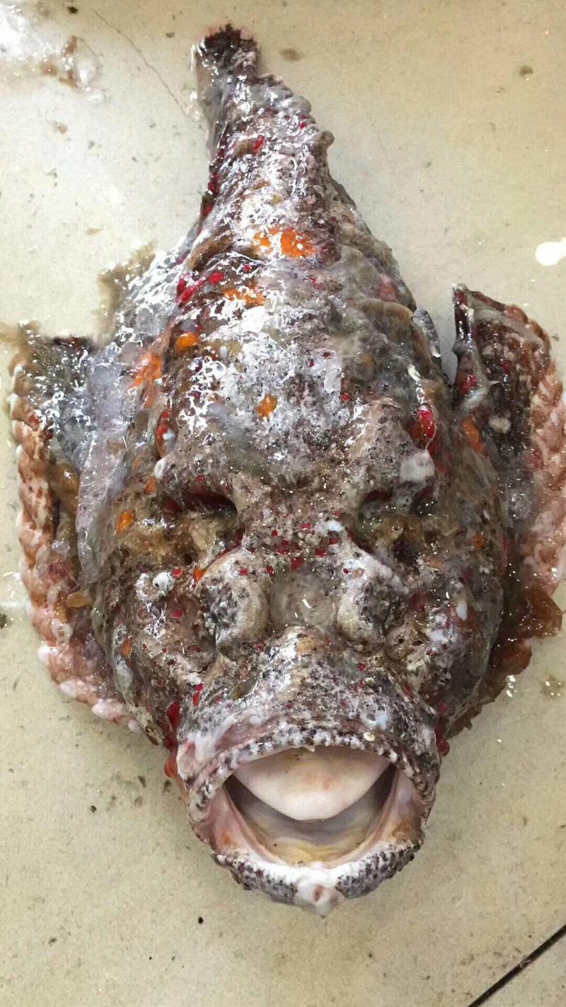 石头鱼鲷鱼深海鱼野生钓口鱼日料食材