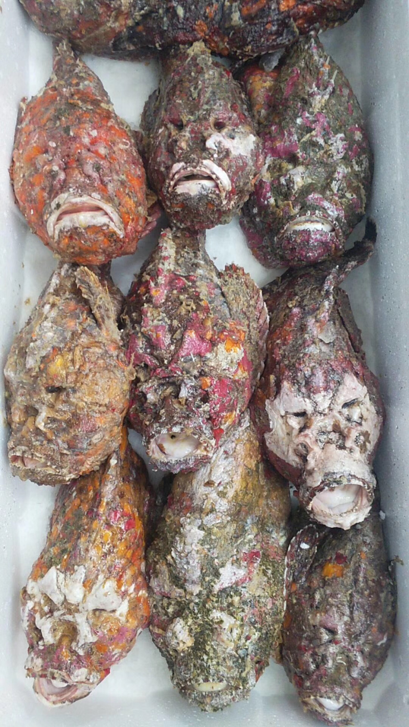 石头鱼鲷鱼深海鱼野生钓口鱼日料食材
