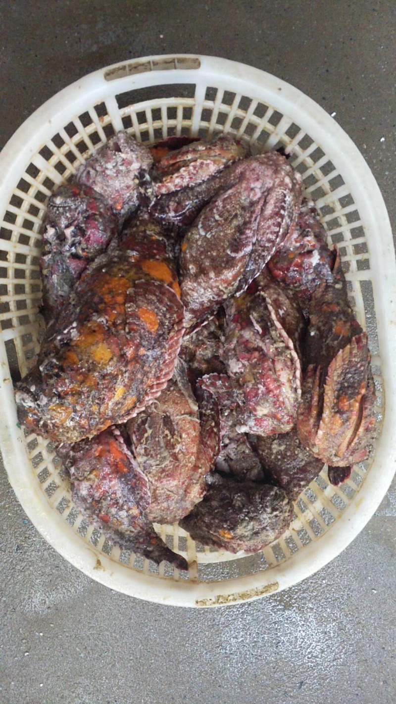 石头鱼鲷鱼深海鱼野生钓口鱼日料食材