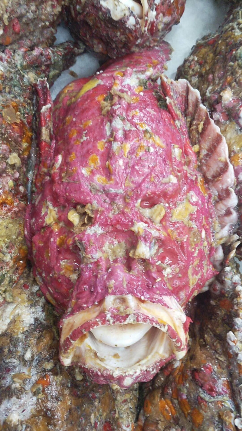 石头鱼鲷鱼深海鱼野生钓口鱼日料食材