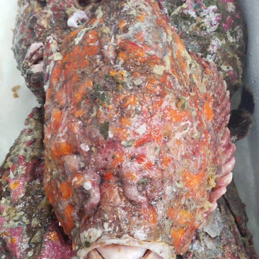 石头鱼鲷鱼深海鱼野生钓口鱼日料食材
