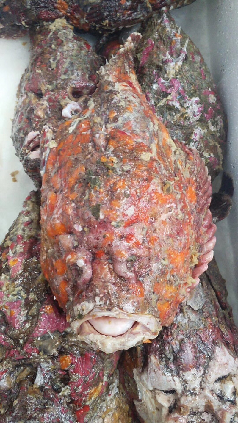 石头鱼鲷鱼深海鱼野生钓口鱼日料食材