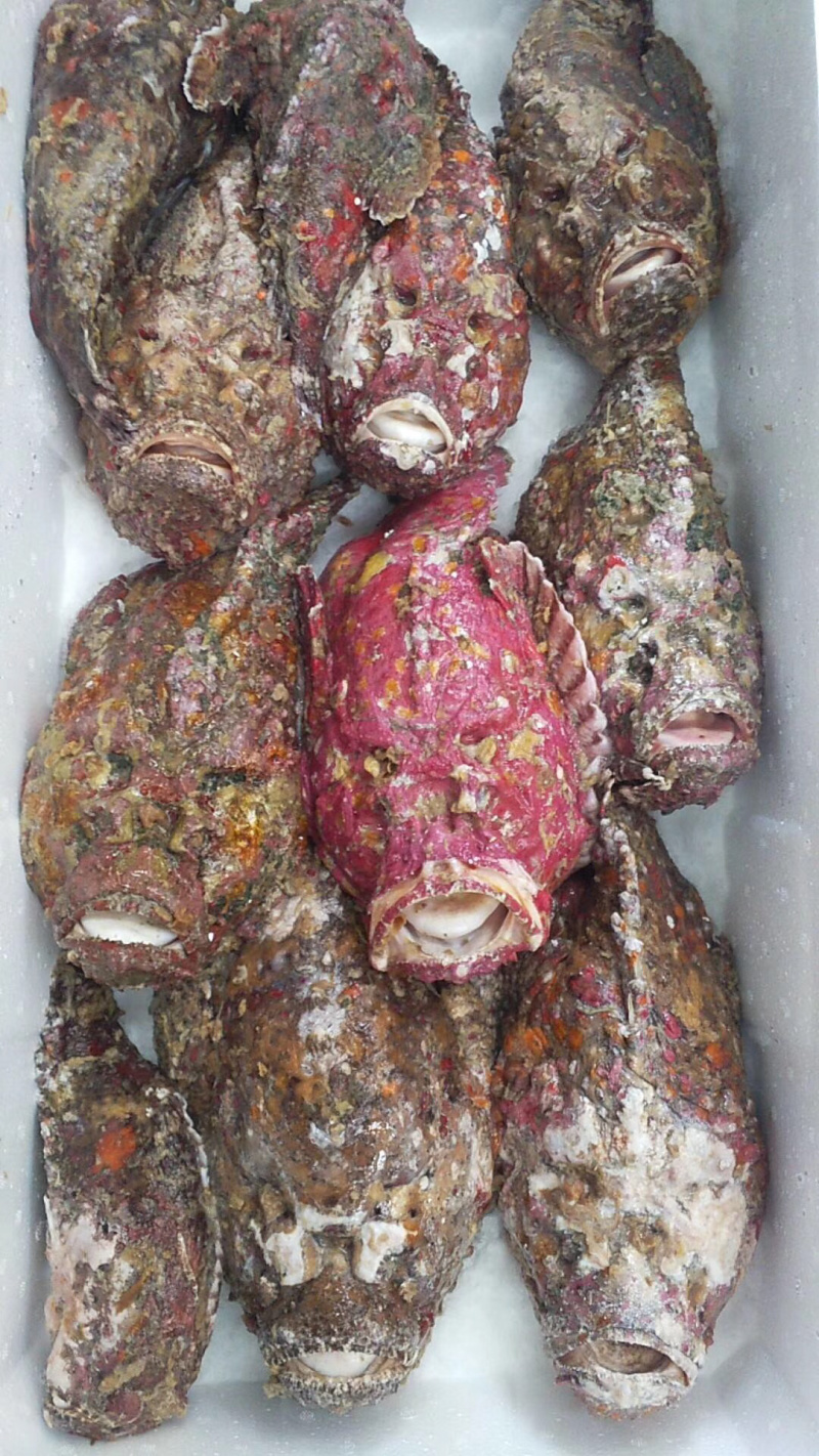 石头鱼鲷鱼深海鱼野生钓口鱼日料食材