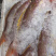 花滨鲷金线滨鲷鲷鱼深海鱼钓口野生日料食材