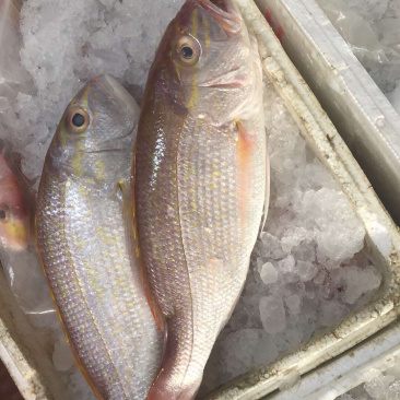 花滨鲷金线滨鲷鲷鱼深海鱼钓口野生日料食材