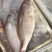 花滨鲷金线滨鲷鲷鱼深海鱼钓口野生日料食材