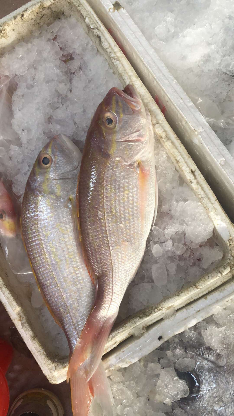 花滨鲷金线滨鲷鲷鱼深海鱼钓口野生日料食材