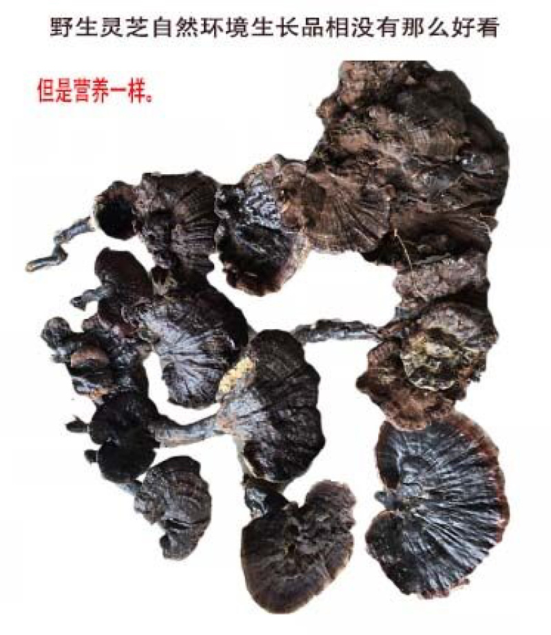 贵州野生灵芝，专业野生10多年。批发的私聊