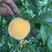 黄金密1号桃树苗保证纯度包成活技术指导