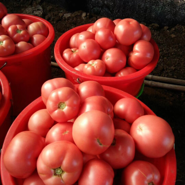 精品硬粉西红柿🍅