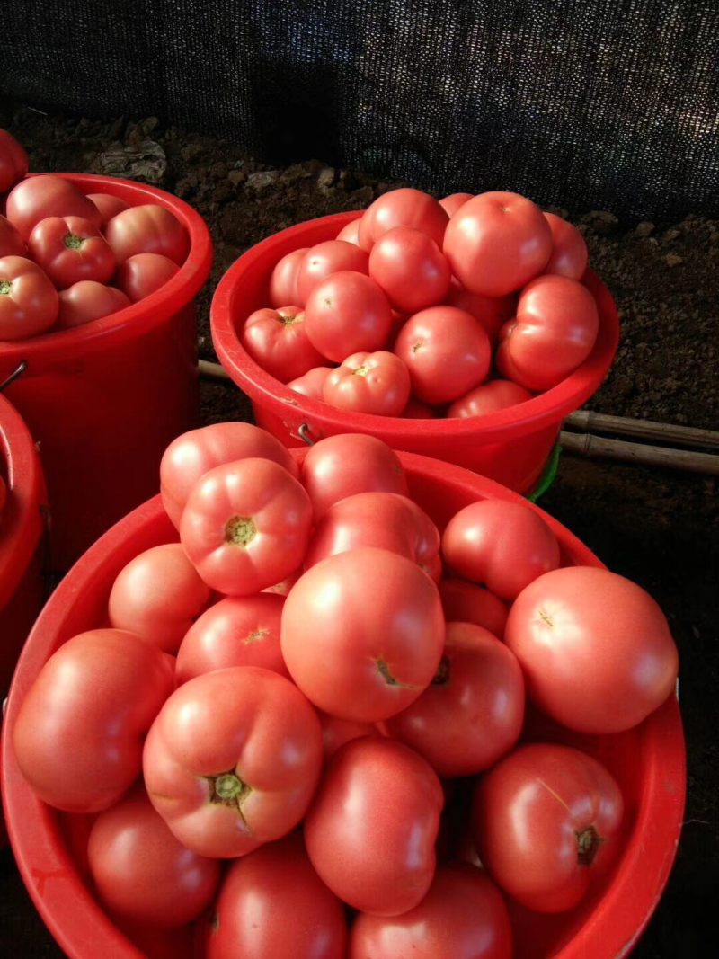 精品硬粉西红柿🍅