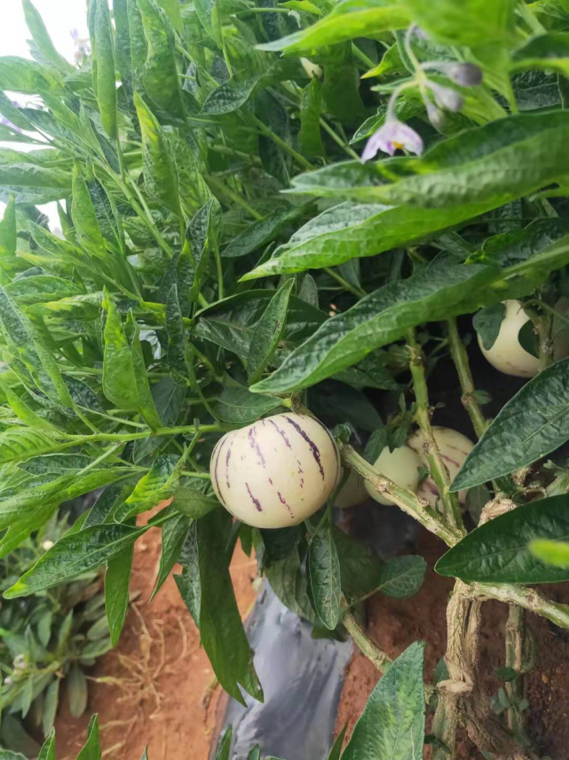 石林人参果自产自销批发，专业电商一件代