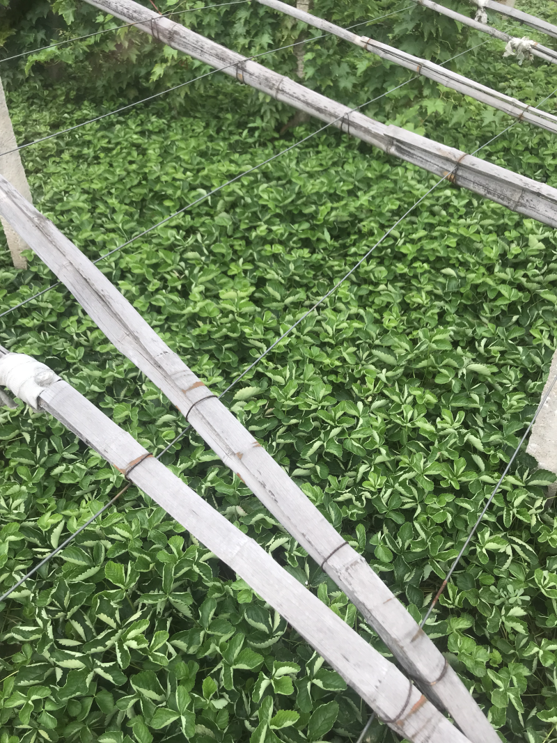 章姬，妙香七号草莓苗大量供应