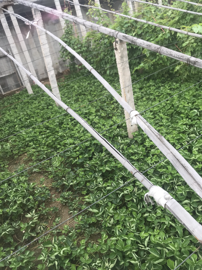 章姬，妙香七号草莓苗大量供应