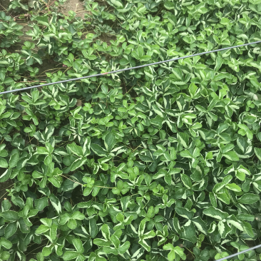 章姬，妙香七号草莓苗大量供应