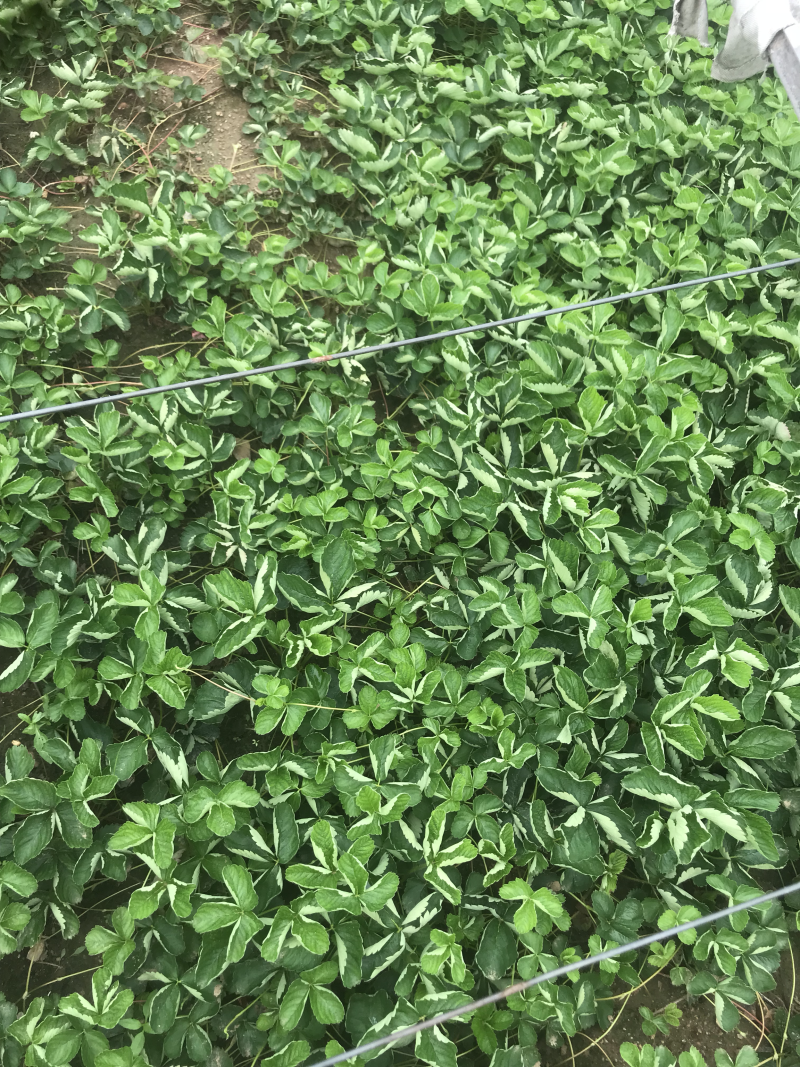 章姬，妙香七号草莓苗大量供应