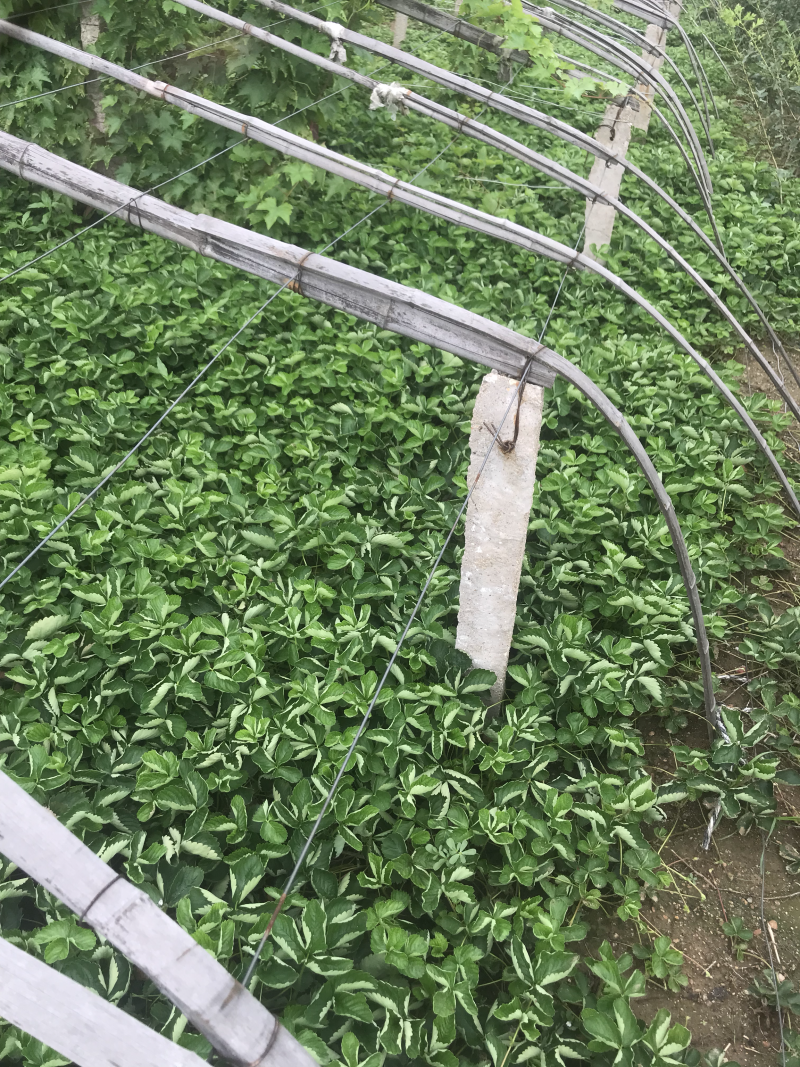 章姬，妙香七号草莓苗大量供应