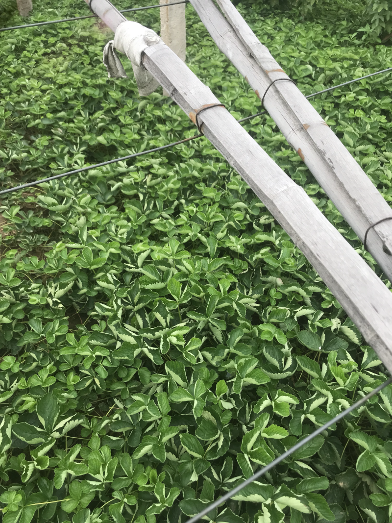 章姬，妙香七号草莓苗大量供应