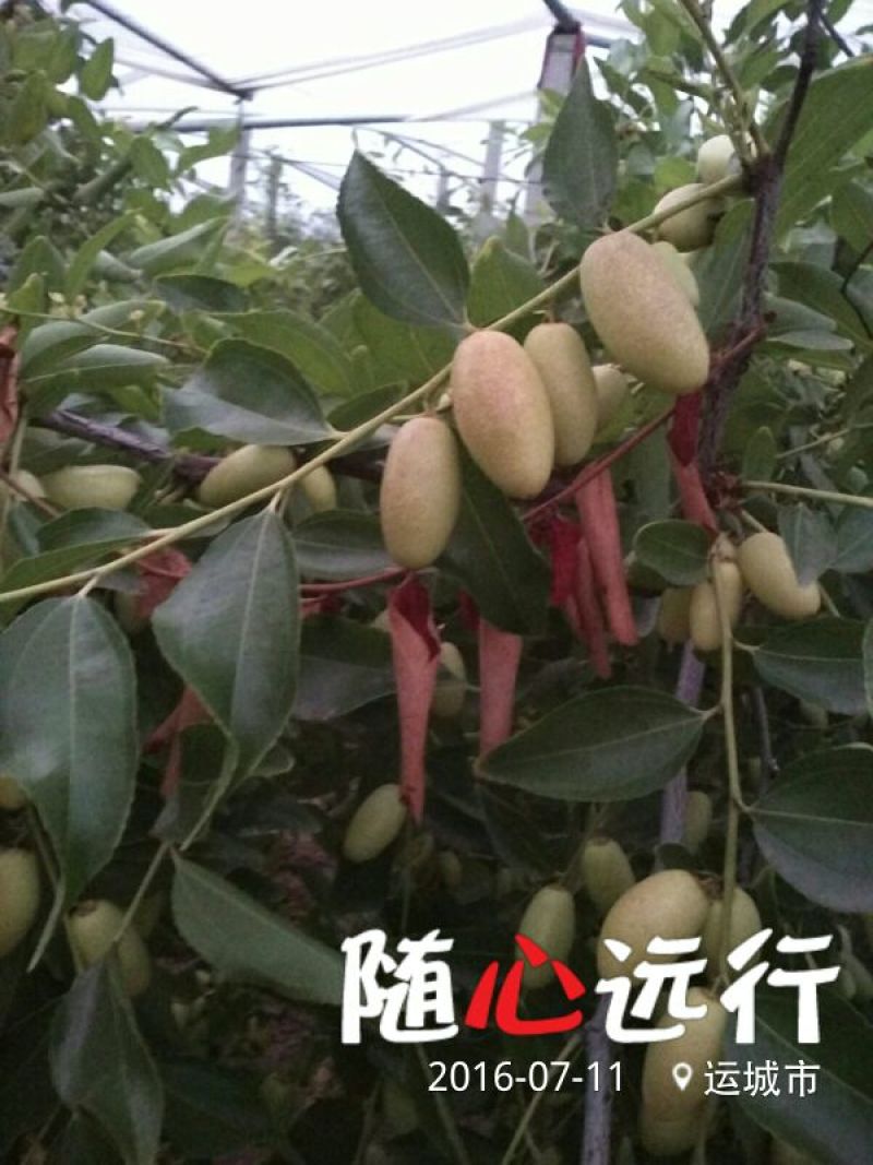 冬枣