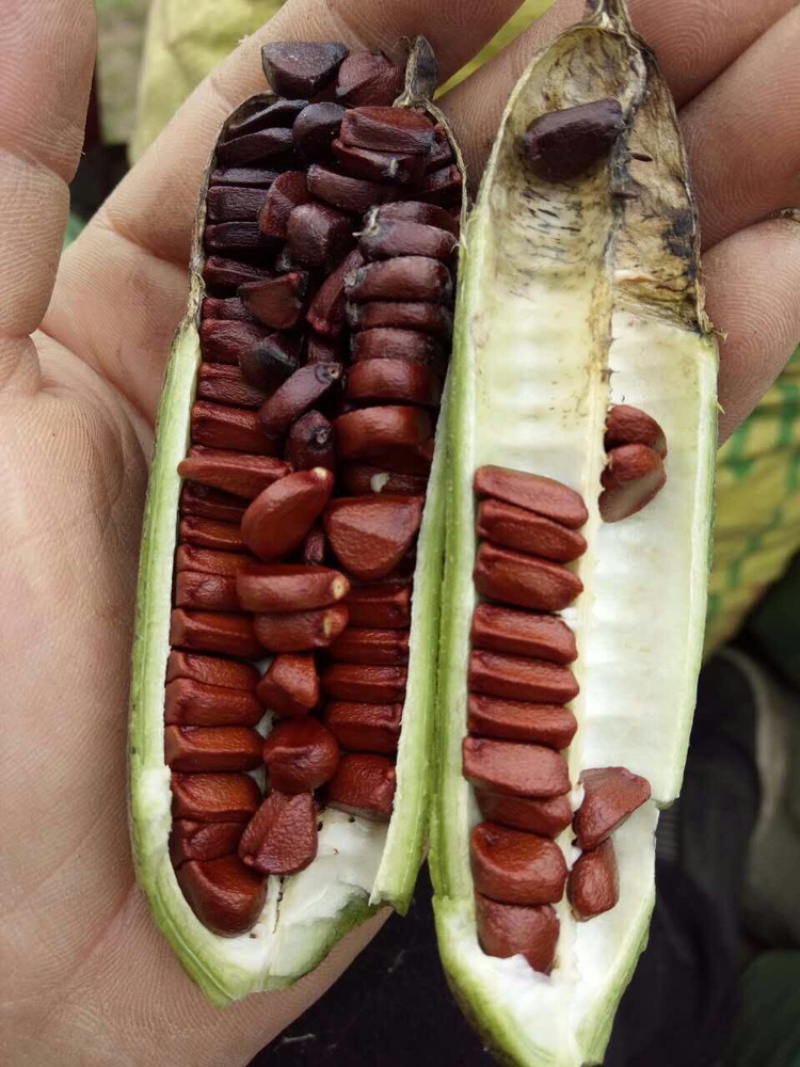 黄菖蒲种子黄花燕尾种子花菖蒲种子水生植物种子耐寒四季播种