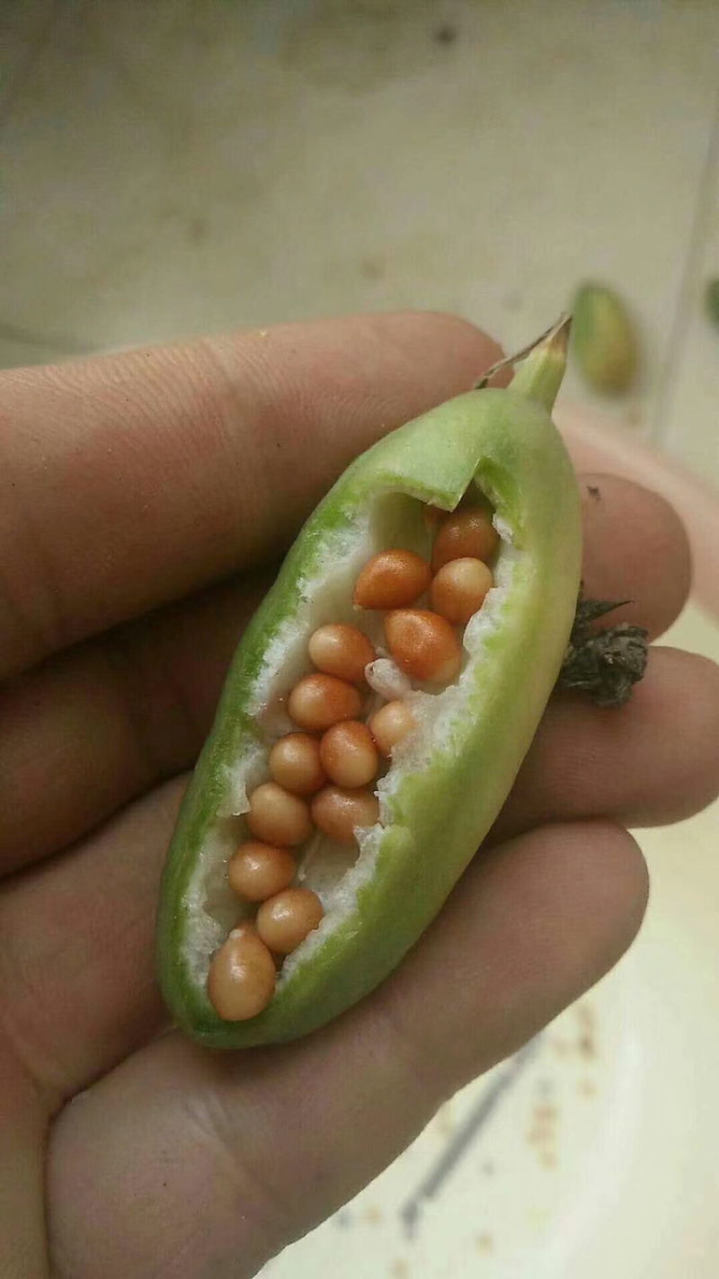 兰花燕尾兰花燕尾种子