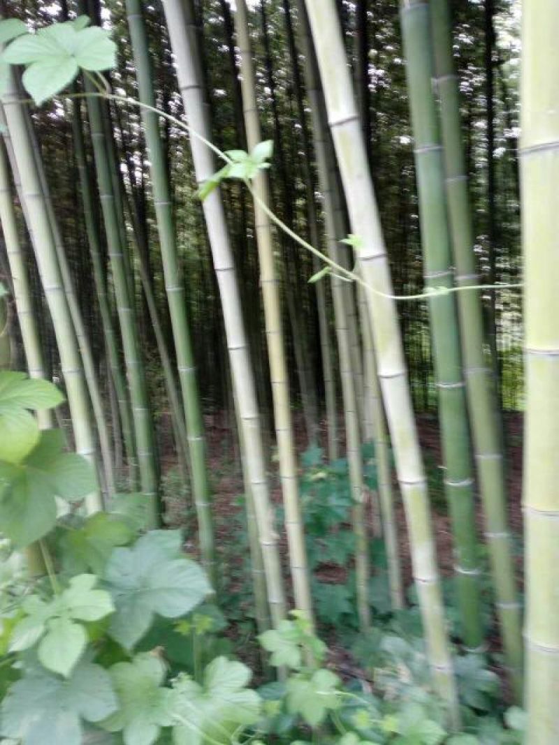 绿竹8~9m