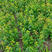 杨梅种子青梅种子酸梅种红梅种子果树嫁接苗青梅苗酸梅苗