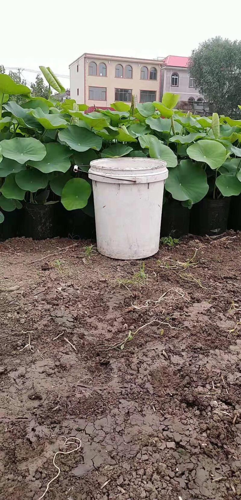 一手货源！盆栽荷花精品盆栽荷花.各种盆栽花卉