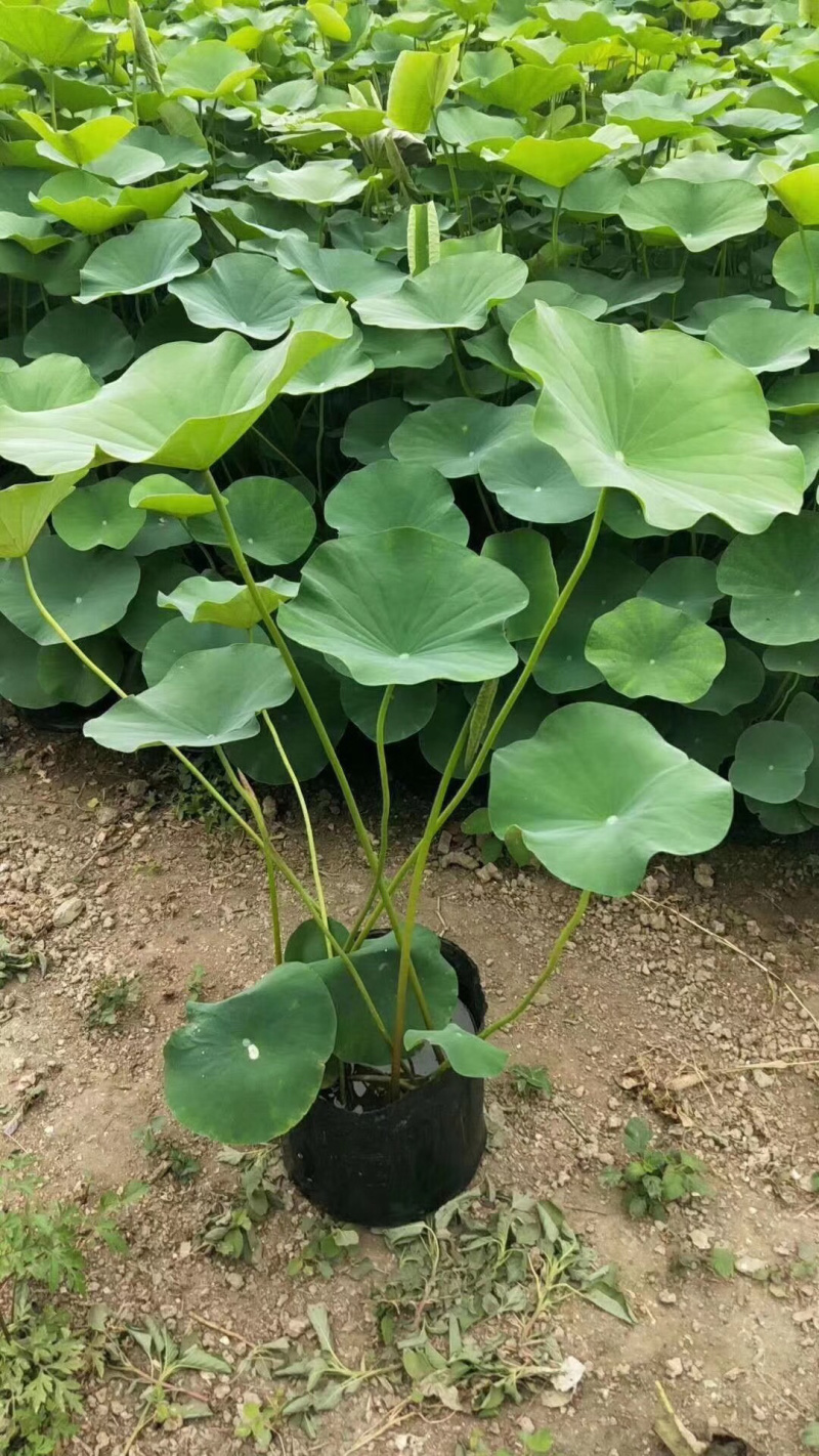 一手货源！盆栽荷花精品盆栽荷花.各种盆栽花卉
