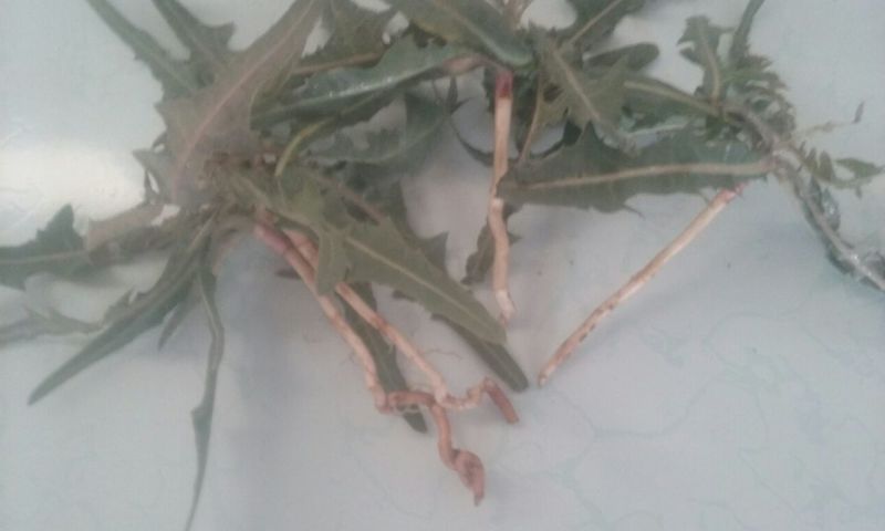 蔬菜