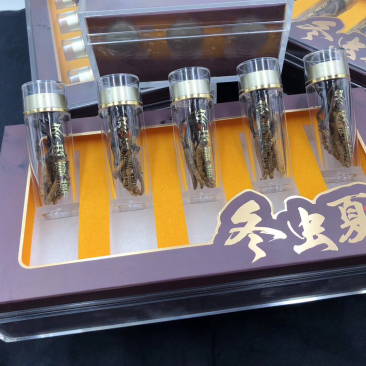 网红虫草、10条一瓶、50条一盒、480元一盒一盒起批