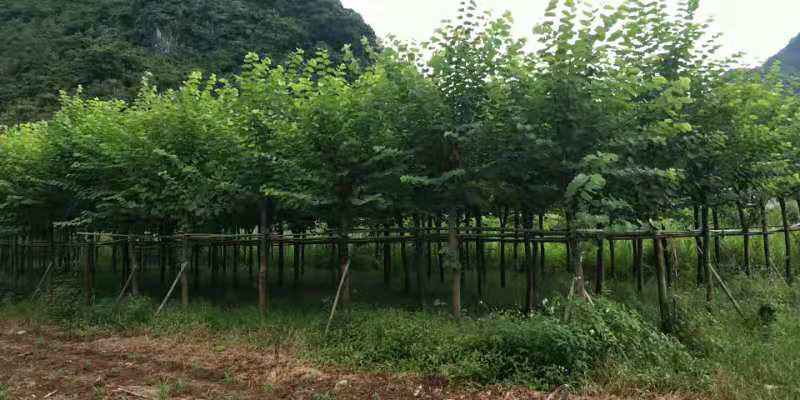 宫粉紫荆10袋苗